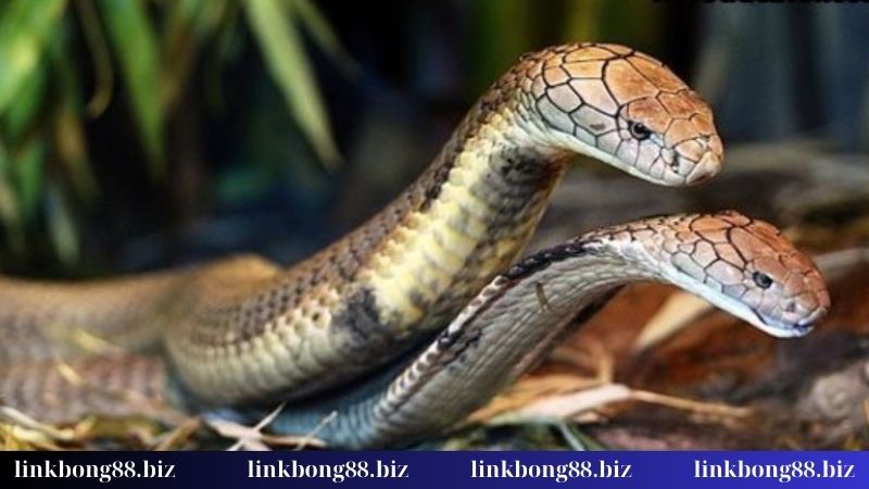 Nằm mơ thấy 2 con rắn - Tiết lộ con lô siêu đẹp cho dân chơi 3 Con lô nên dứt khi chiêm bao thấy 2 con rắn
