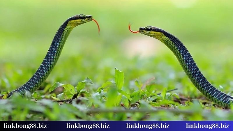 Nằm mơ thấy 2 con rắn - Tiết lộ con lô siêu đẹp cho dân chơi 2 Ý nghĩa khi thấy hai con rắn giống màu